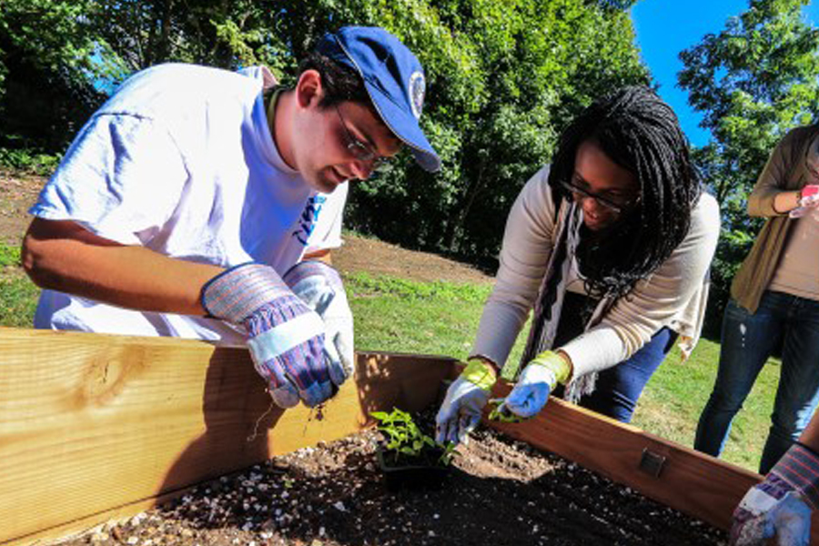 Students planting vegetables