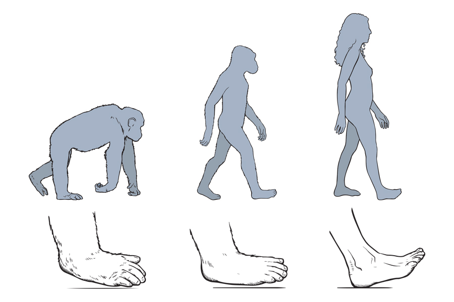 Primates and humans walking and primate and human feet