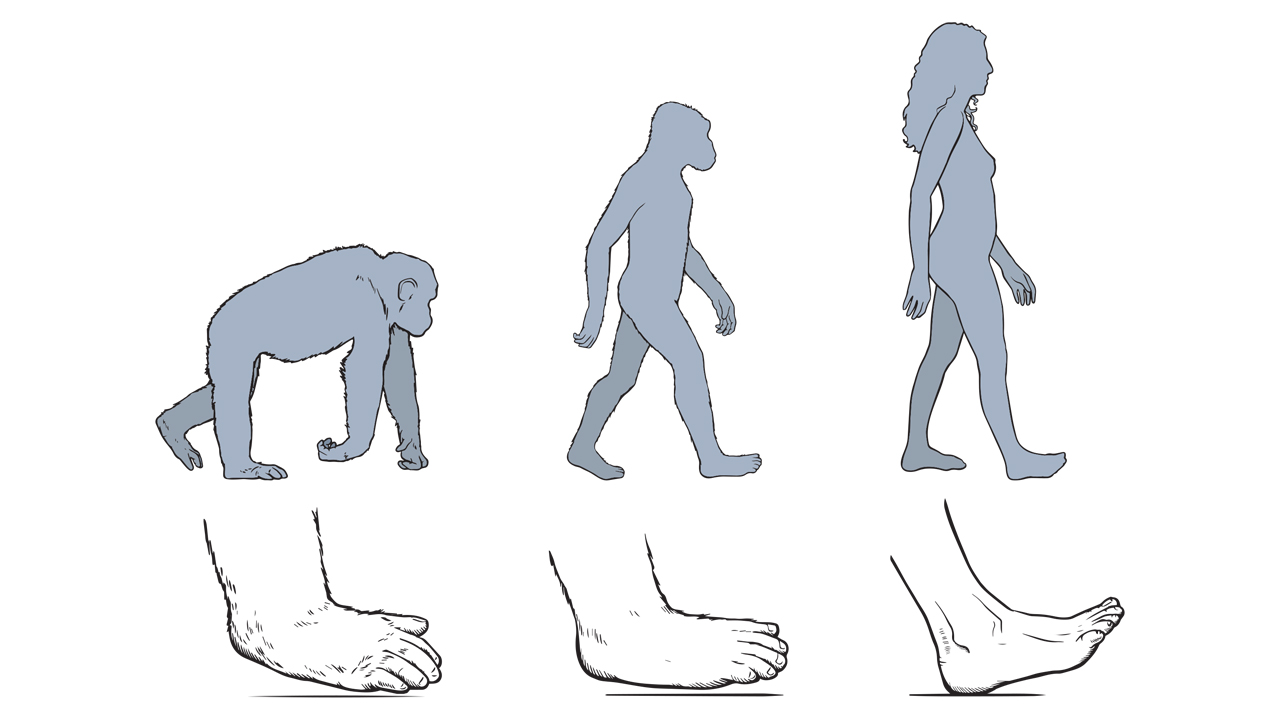 Primates and humans walking and primate and human feet
